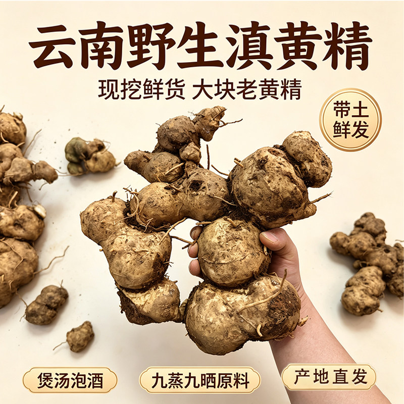 云南野生多花滇黄精鲜货图片