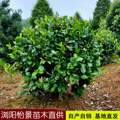 含笑花老桩球形树苗耐寒开花浓香