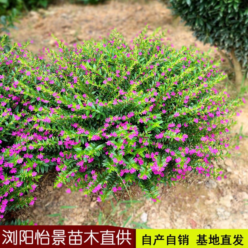 满天星四季开花别墅园林