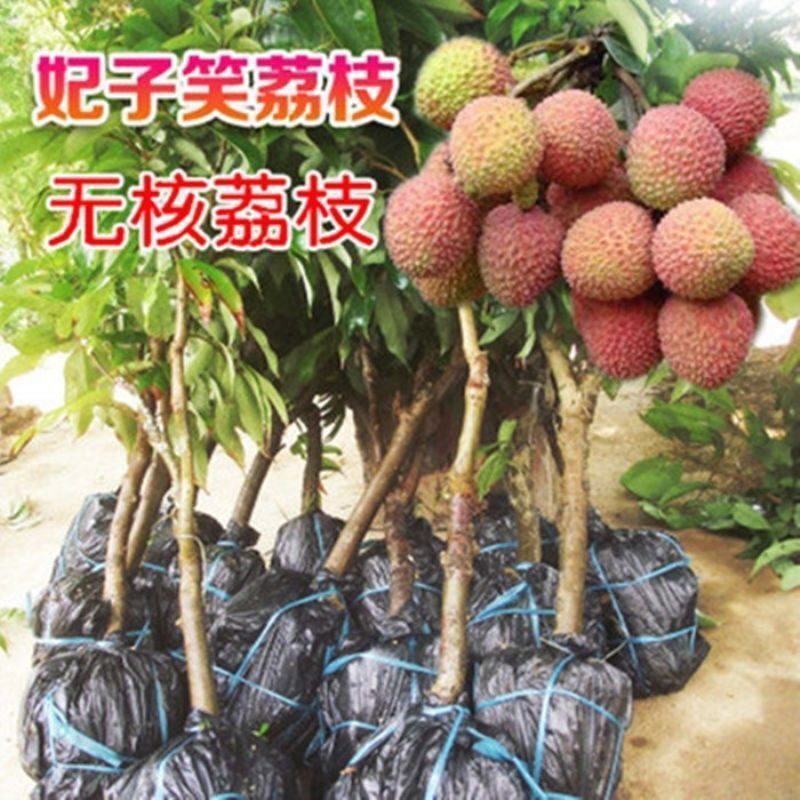 广西荔枝树苗妃子笑嫁接荔枝树苖桂味无核南方果树当年结果带土