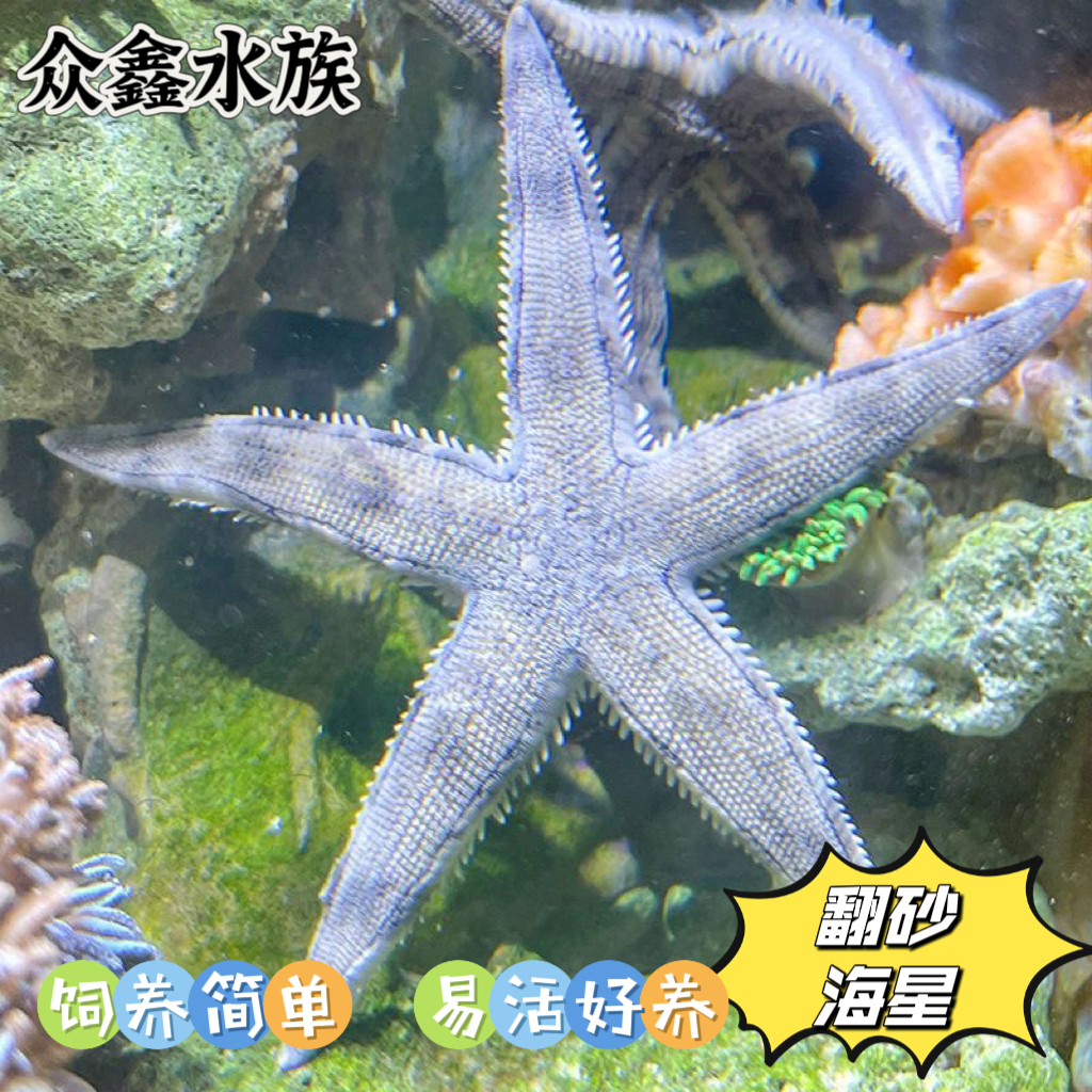 翻砂海星海水缸海洋生物灰海星野生宠物观赏派大星除藻清洁工具星