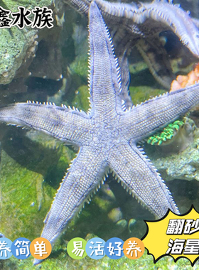 翻砂海星海水缸海洋生物灰海星野生宠物观赏派大星除藻清洁工具星