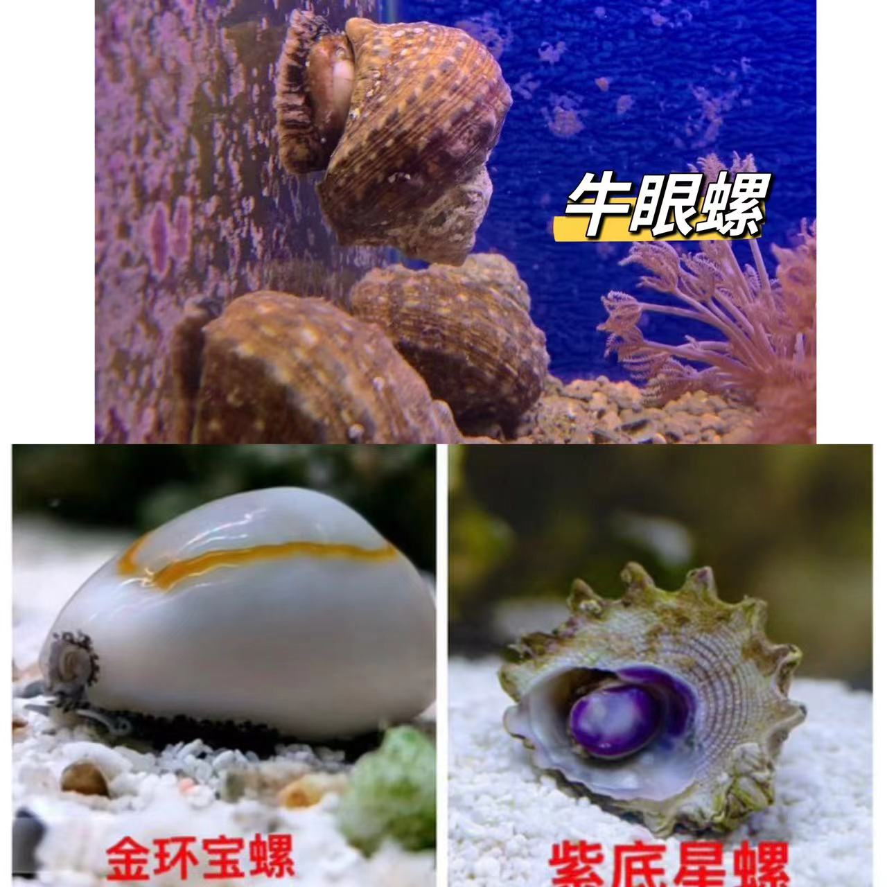 观赏螺除绿藻金环宝螺角蝾螺牛眼螺紫底星螺宠物海螺净化海缸吃藻