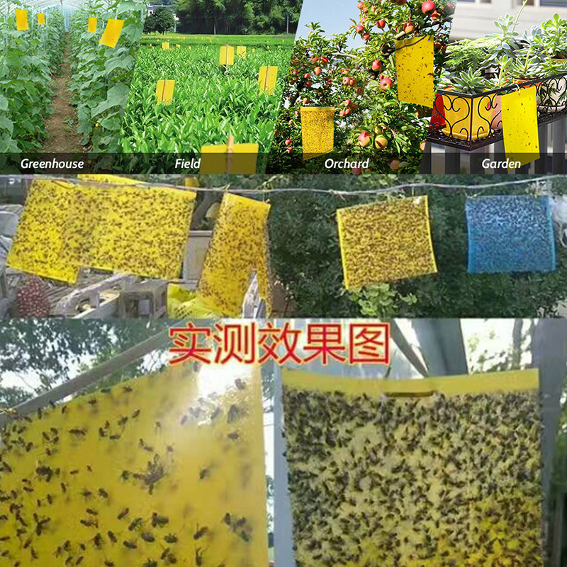 粘虫板小黄板包邮双面蓟马蓝板诱虫黄色小黑飞农用大棚专用沾虫板