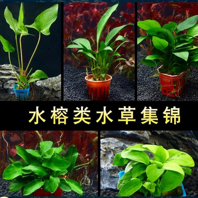 活体懒人水草鱼缸水族箱造景装饰金钱辣椒黄金瓦利斯丹麦迷你水榕