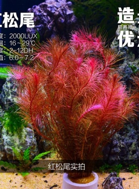 红松尾热带鱼观赏鱼中后景活体水草造景鱼缸水族箱红色水草送磁环
