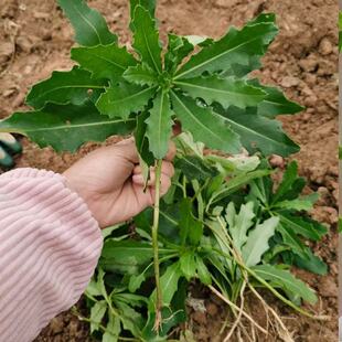 新鲜小蓟草河北刺菜流鼻血刺儿七七菜整根现挖刺角芽刺刺菜野外
