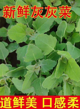 太行山野生灰灰菜大叶新鲜现挖野菜当季河北农家时令野生灰灰菜