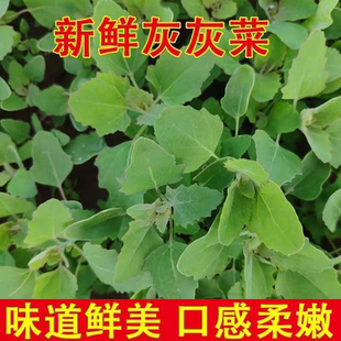 太行山野生灰灰菜大叶新鲜现挖野菜当季河北农家时令野生灰灰菜