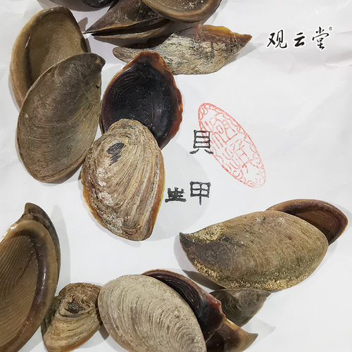 观云堂日本甲香原料已炮制传统香