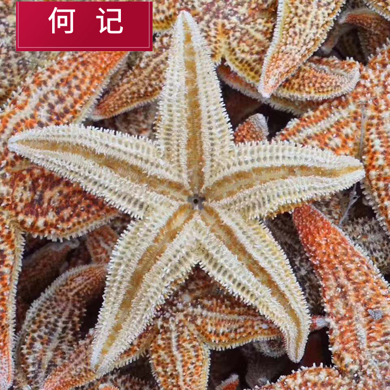 海星干货装海星干海盘车干海五星滋补泡酒料煲汤料可搭海龙海麻雀