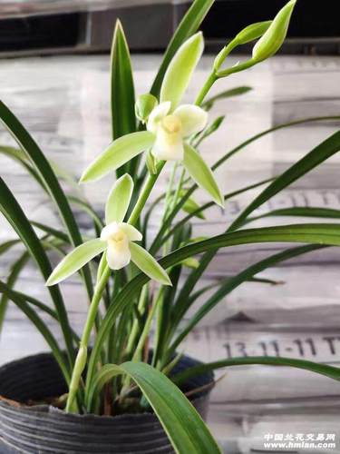 观音素浓香建兰好养易活