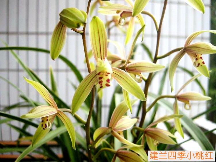 【小桃红】金边四季开花建兰浓香好养室内绿植花卉盆栽