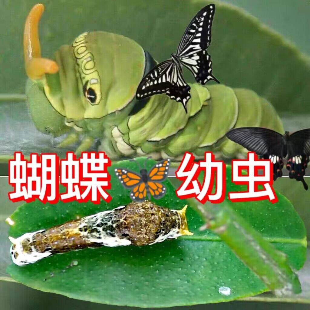 活体蝴蝶幼虫玉带柑橘凤蝶卵蛹