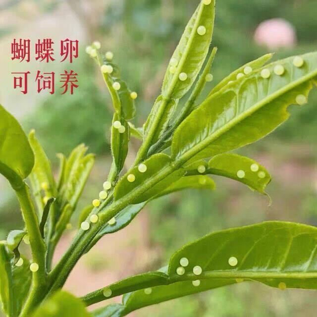 蝴蝶卵柑橘凤蝶卵玉带凤蝶蝴蝶卵碧凤蝴蝶卵美凤蝴蝶卵各种蝴蝶虫