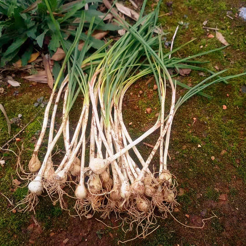 农家现挖野菜胡葱野茭头新鲜蔬菜