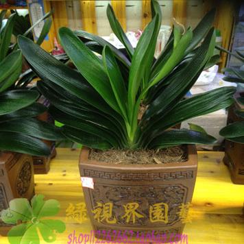 盆栽圆叶圆头室内绿植