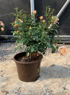 月季欧月a果汁阳台红色达芬奇 香水玫瑰加大5加仑花园庭院爬藤开