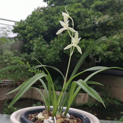 兰花苗建兰四季兰黄山雪小草型花C开高出架夏秋带花苞浓香型室内