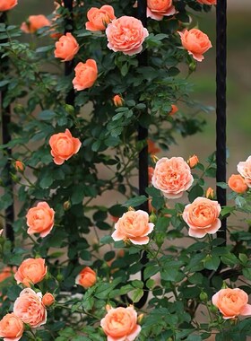 藤本蔷薇花e苗甜梦爬藤月季橙色丰花玫瑰庭院阳台盆栽易种四季开