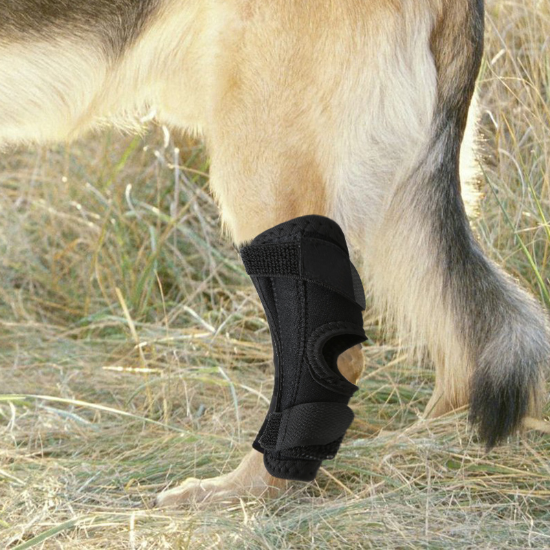 宠物狗骨折泰迪猫咪前腿后腿趴蹄固定夹板护腿绑带无力钢板金毛