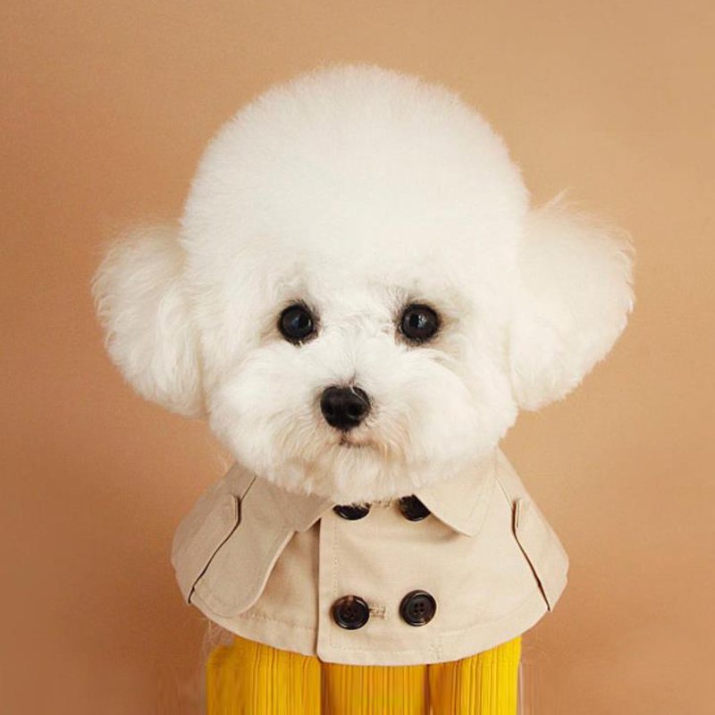 柯基英伦风绑带卖萌狗狗围脖法斗