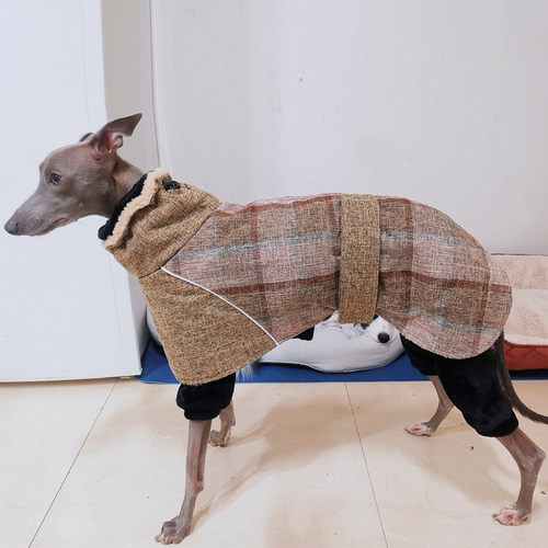 狗狗灵缇格力魏玛细犬中大型犬