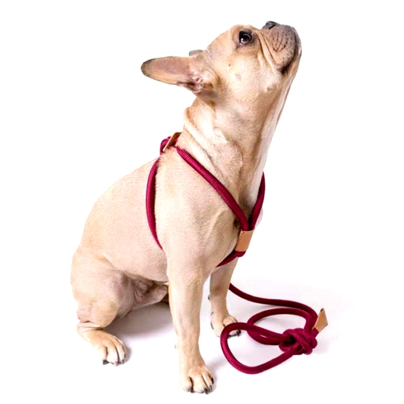 宠物牵引绳法斗柯基胸背带一体绳子简洁方便携带外出遛狗专业训练