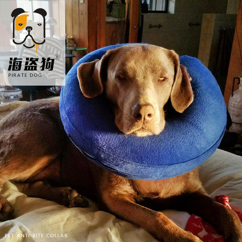 伊丽莎白美容罩防舔金毛狗项圈