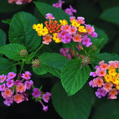 五色梅多少钱 五色梅价格 小麦优选