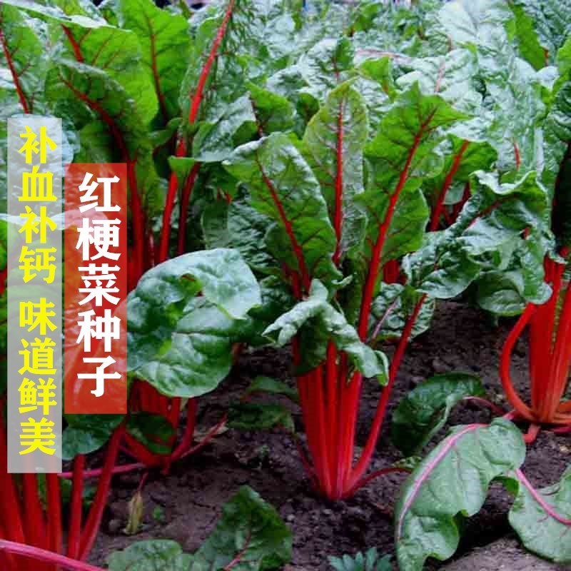 红梗菜种子 牛皮菜蔬菜种籽 菠菜叶甜菜根四季播种阳台盆栽根达菜