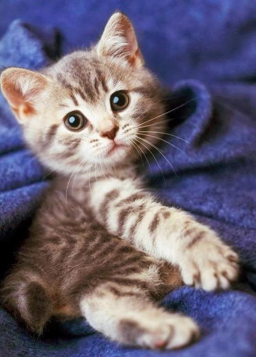 狸花猫幼猫长毛橘猫花狸猫黑猫活物幼崽 狸花猫幼猫长毛橘猫花狸猫黑猫活物幼崽