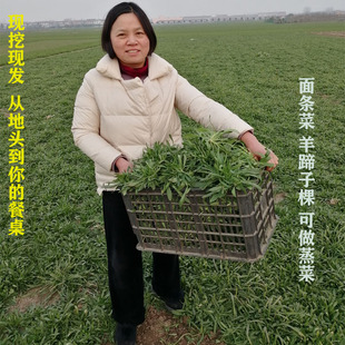 面条菜新鲜野菜当季 蔬菜羊蹄棵柳叶菜蒸菜食材农家露天种植24