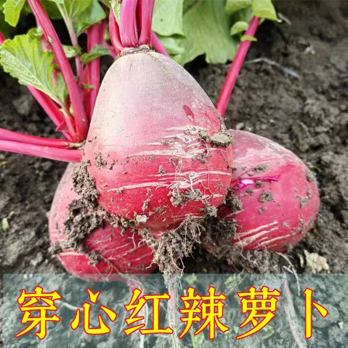 萝卜新鲜河南辣萝卜穿心红萝卜非大红袍萝卜现挖农家蔬菜红皮萝