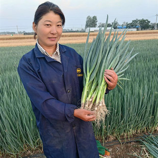 叶多白短辣大葱新鲜生吃包饭用菜叶整棵饭包大葱叶子蘸酱大葱