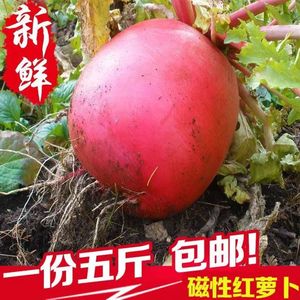 东北特产大地红萝卜红皮白芯新鲜蔬菜雌性红萝卜农家大红袍萝卜5