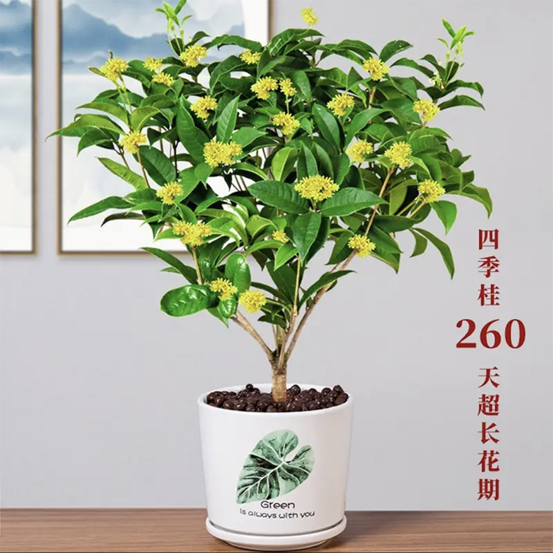 桂花树木本植物庭院四季开花植物