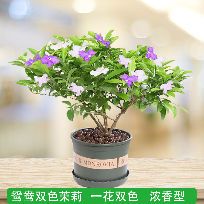 双色茉莉庭院阳台浓香型芳香花卉