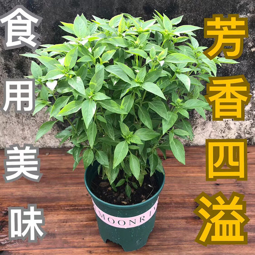 食用调料九层塔金不换薄荷盆栽