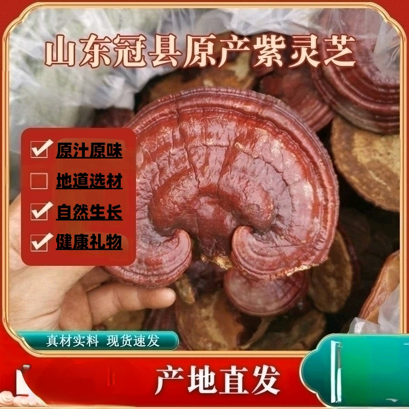 超细紫灵芝整枝打粉煲汤滋养健康