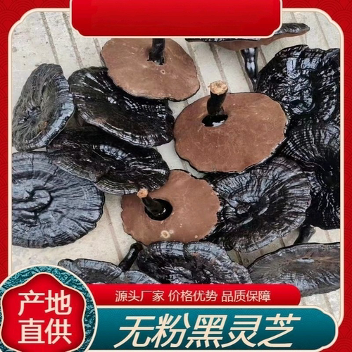 野外生长纯自然中长短腿林下江西紫灵芝源头货源产地泡酒泡茶煲汤