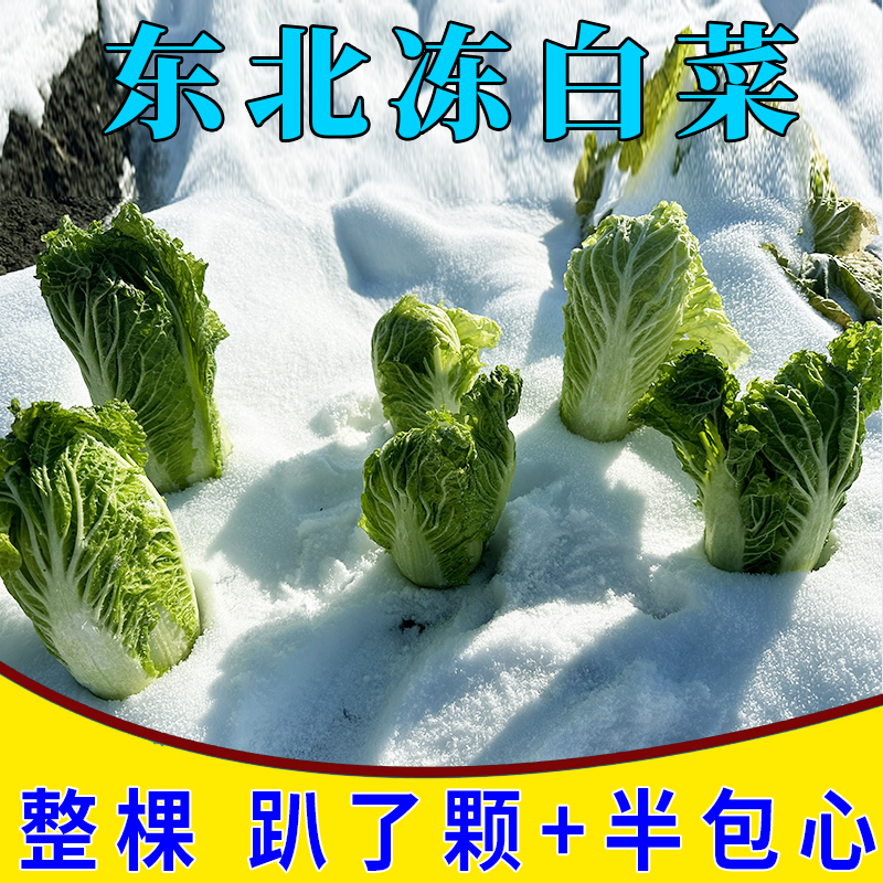 东北冻白菜6-9棵大地冻的蘸酱菜