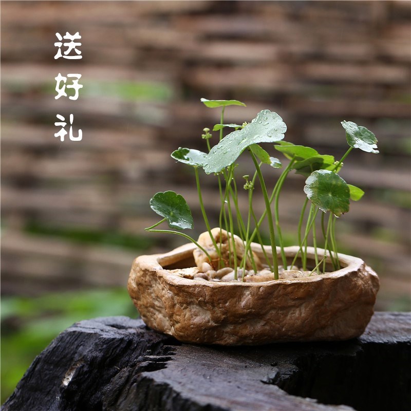 景德镇瓷陶盆 石头花盆 水培小盆景 铜钱草菖蒲多肉植物盆花器在类目 3C数码配件, 电子元器件市场, IC集成电路/电机, IC集成电路中 - 来自Buy2taobao.com提供专业的淘宝代购服务