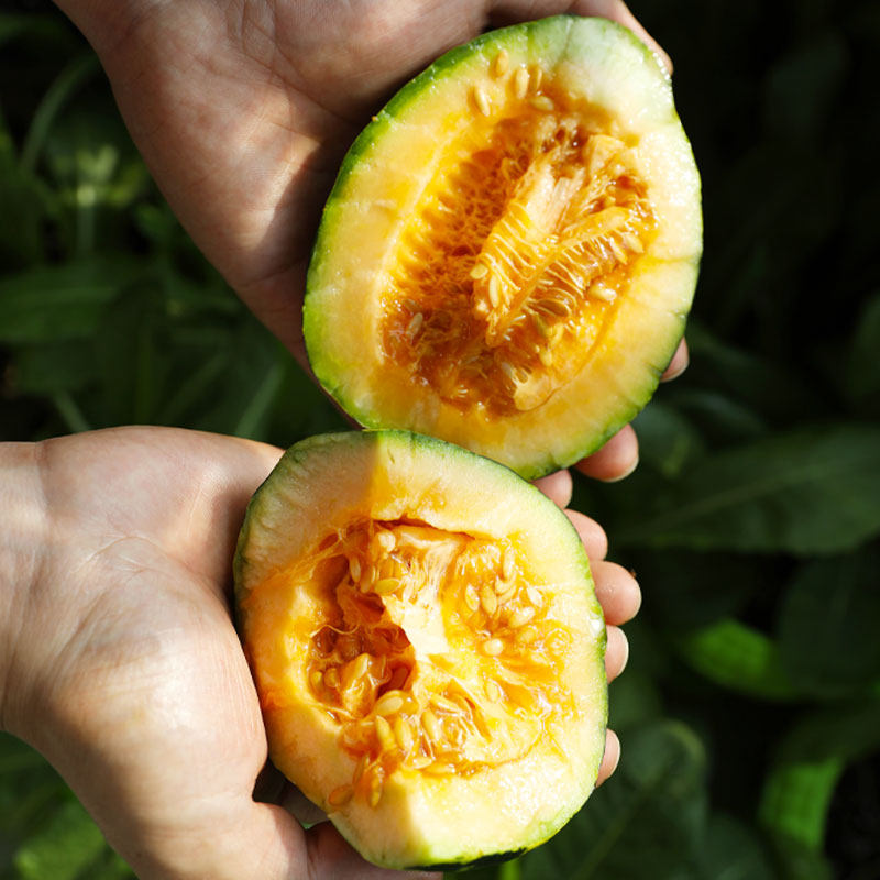 冰糖子甜瓜种子苗超甜香瓜种籽高产南方春季四季盆栽蔬菜苗瓜苗