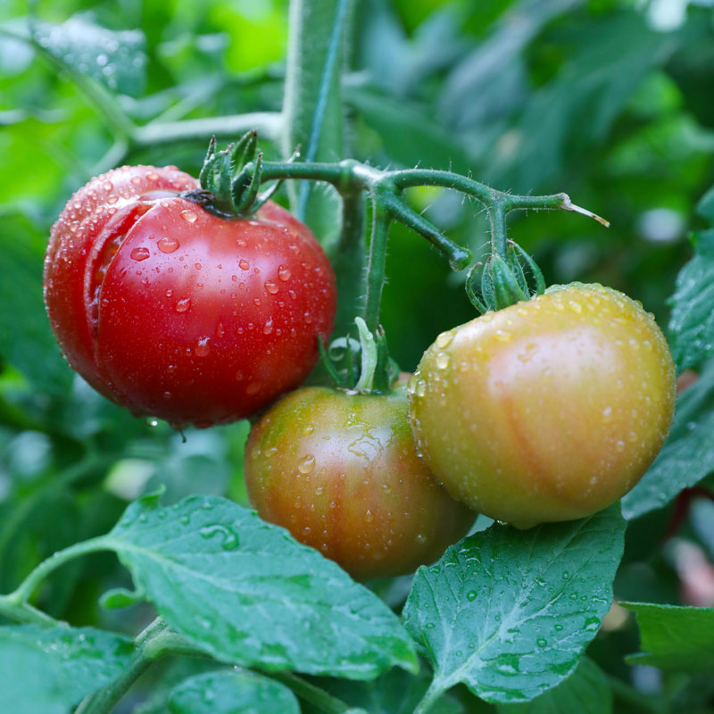 草莓水果西红柿铁皮丹东番茄种子