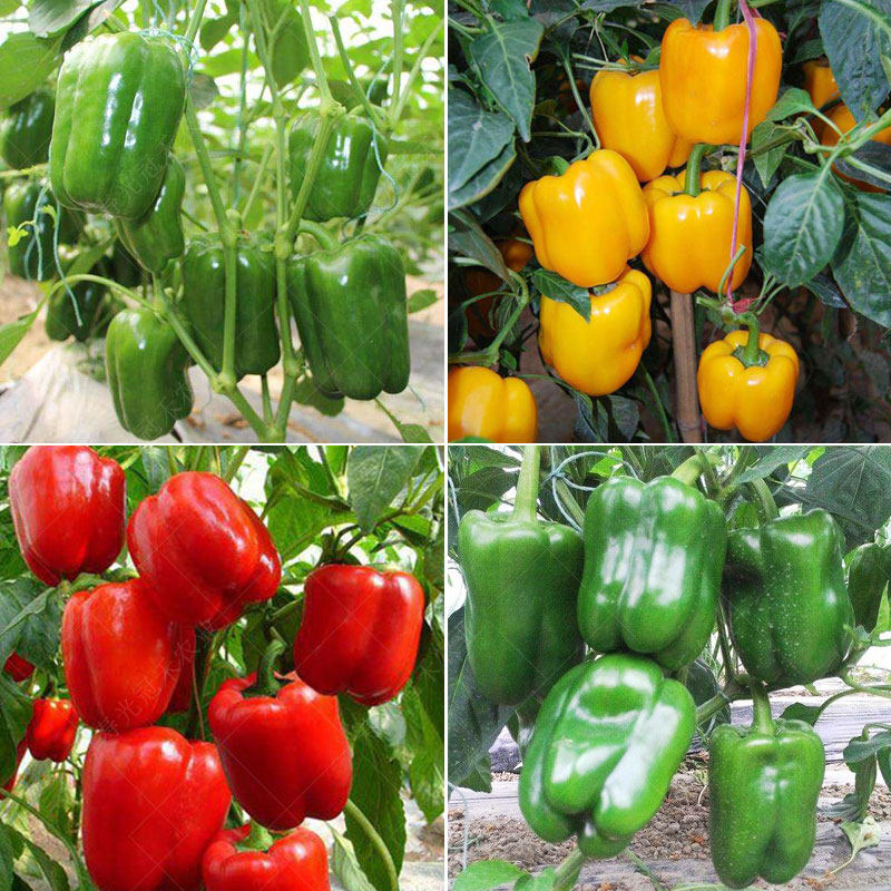 甜椒种子种籽孑苗青椒灯笼彩椒辣椒春季菜椒南方秧苗四季盆栽蔬菜