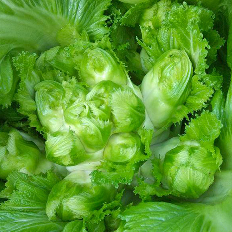 四川儿菜种子种籽抱儿菜娃娃菜菜籽籽种南方四季秋季蔬菜芥菜种孑