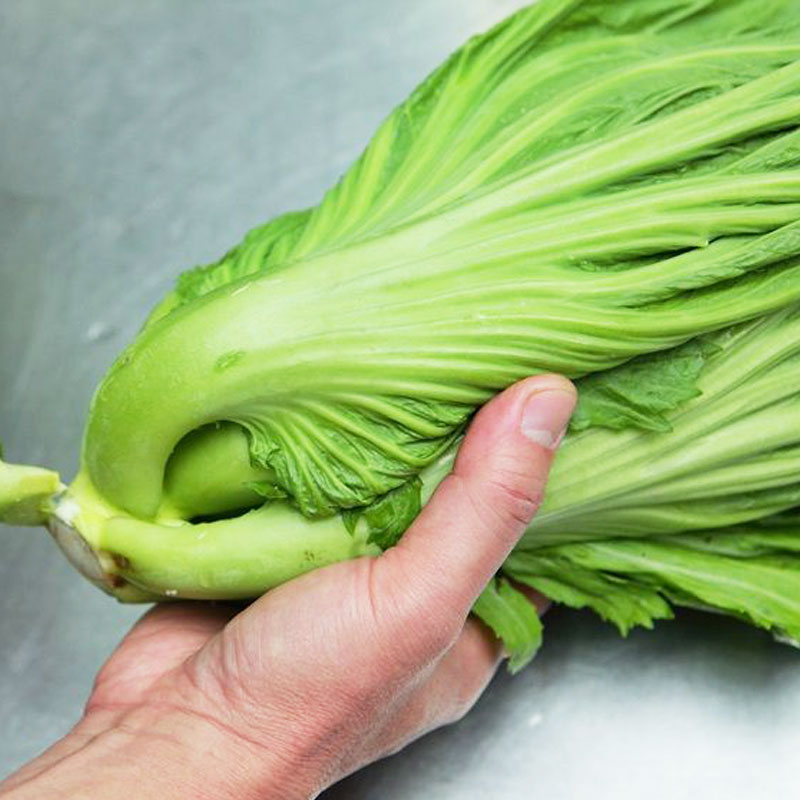 大叶包心芥菜种子种籽广东四季甜芥菜酸菜春秋季蔬菜孑菜籽菜种
