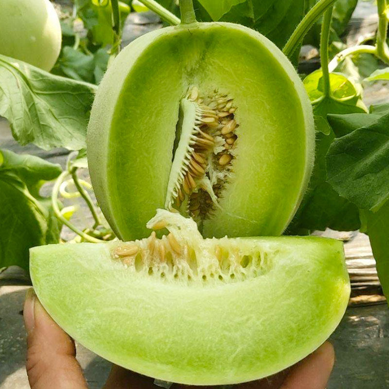 新玉姑甜瓜种子种籽孑苗玉菇香瓜白皮绿肉哈密瓜南方蔬菜四季瓜果
