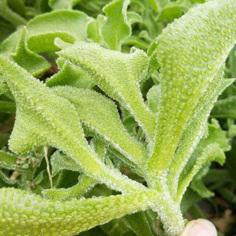 非洲水晶冰菜种子种籽孑苗籽种冰草菜籽幼苗菜种阳台盆栽四季蔬菜